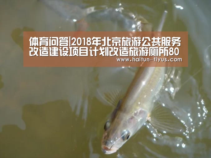 海豚体育